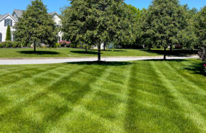Round 6: High Rate of Potassium Fertilizer
