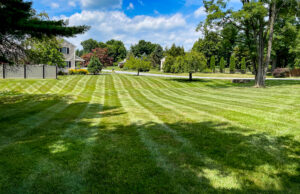 Round 4: Slow-Release Fertilizer and Spot Weed Control